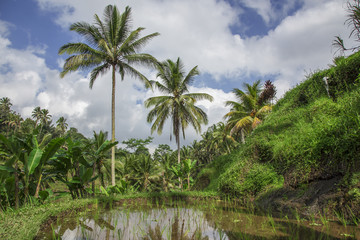 Fototapeta na wymiar Risefield ind Bali
