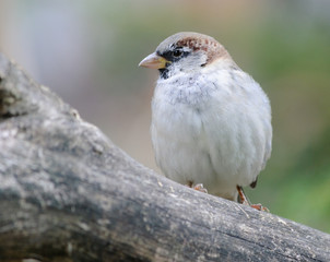 sparrow close up