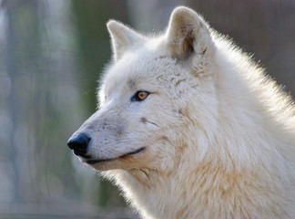 arctic wolf