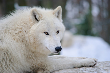 Obraz premium arctic wolf