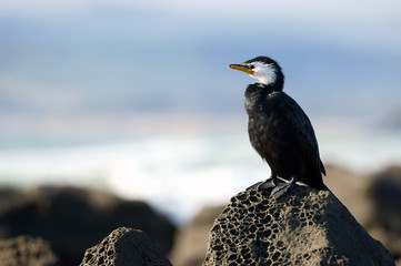 yellow-faced cormorant