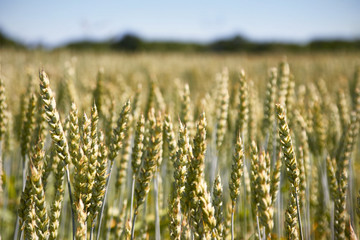 Field of wheat