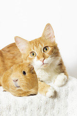 cat and guinea pig