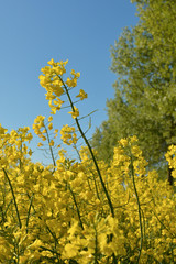 Vers la fin de la floraison du colza 