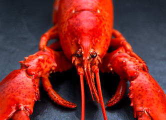 Boiled lobster on stone background