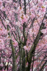 Cherry Blossom..