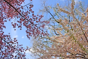 Cherry Blossom..