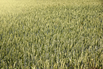Field of rye cereal