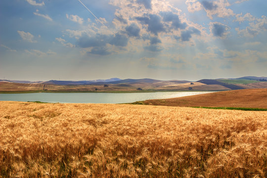 RURAL LANDSCAPE SUMMER.Between Apulia and Basilicata: Lake Basentello.Poggiorsini (ITALY)