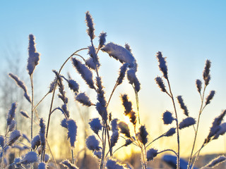 Frozen grass at winter sunrise as a natural background