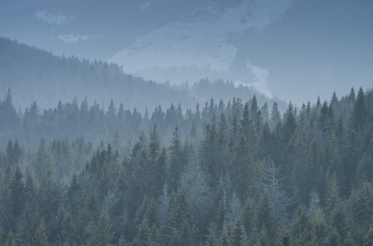 Carpathian mountains. Trees in the evening, seen from Gorc mountain in Beskidy, Poland