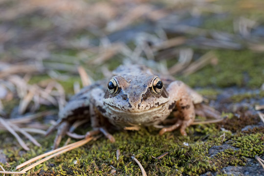 toad on green moss