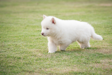 siberian husky puppy walking on green grass