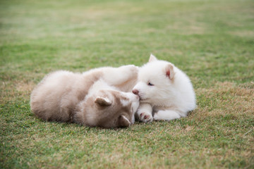 Naklejka na ściany i meble siberian husky puppies playing on green grass