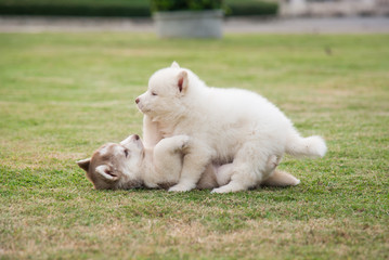siberian husky puppies playing on green grass