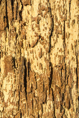 Texture of bark