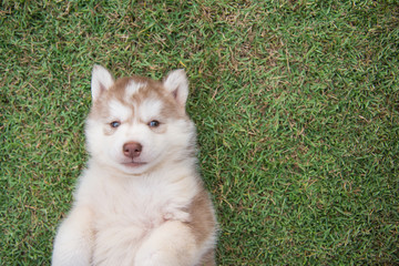 siberian husky puppy lying on green grass © lalalululala