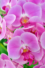 Fototapeta na wymiar Orchid flower..