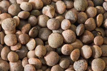Lentil Whole seeds