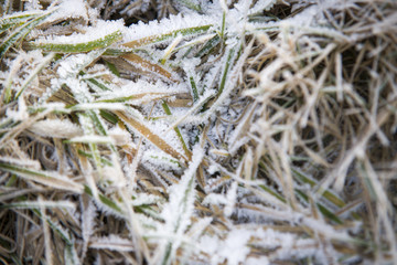 Snow on Frozen Grass