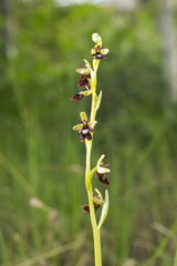 Ophrus insectifera - Fly Orhid red blossom in the forest. flower blooming in the marshy land.