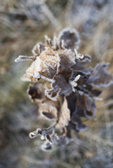 Frozen autumn leaves on the branch