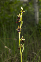 Ophrus insectifera - Fly Orhid in the swamp