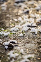 mountain's river amongst frozen grass