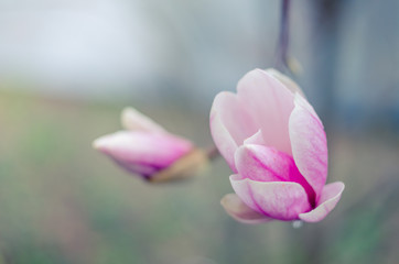 Obraz na płótnie Canvas Magnolia flowers in Yalta. Pink magnolia flowers