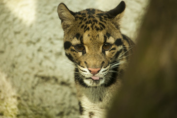 Nevelpanter steekt tong uit.