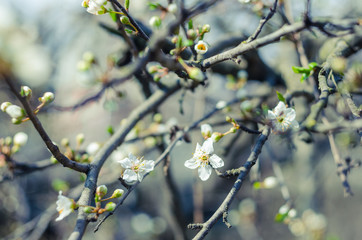 Cheery blossom flowers on spring day. Beauty flowers