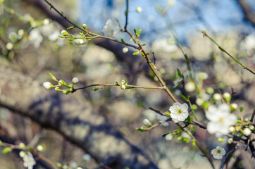 Cheery blossom flowers on spring day. Beauty flowers