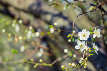 Cheery blossom flowers on spring day. Beauty flowers