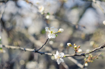 Cheery blossom flowers on spring day. Beauty flowers