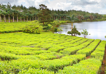 Biggest tea plantations Bois Cheri on Mauritius Island. Tropical agriculture. 