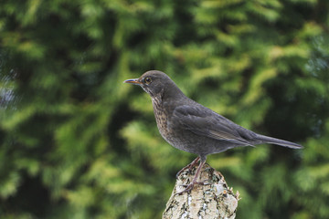 Amsel