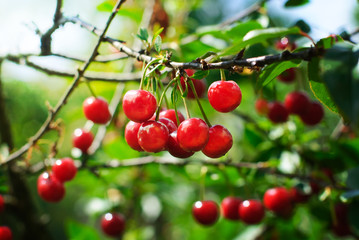 Cherries on the tree. Cherry tree with fruits.