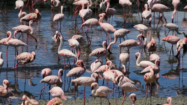 Large amount of flamingos in Africa