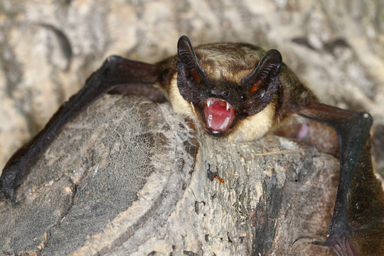 Part coloured bat  on the tree