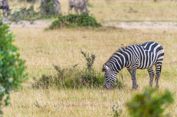 Obraz premium Zebra in der Landschaft der Masai Mara