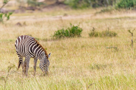 Zebra am grasen in der Masai Mara