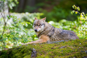 Fototapeta premium Der Wolf - Grey Wolf (Canis lupus)