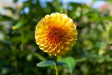 single, yellow Dahlia