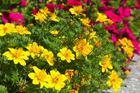 bidens 'Gold Nuggets'