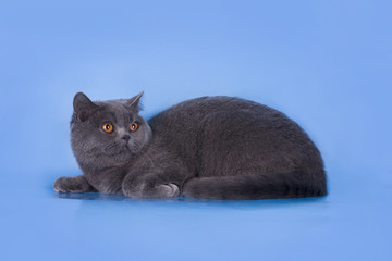 British blue cat on a blue background isolated