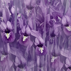 morning floral violet iris springtime