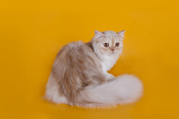 Red scottish straight cat on yellow background