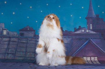 Scottish fold cat on roof