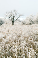 Winter tree in mountains covered with frost