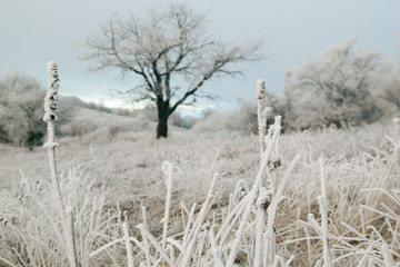 Winter tree in mountains covered with frost